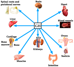 Genopharm Somatropin